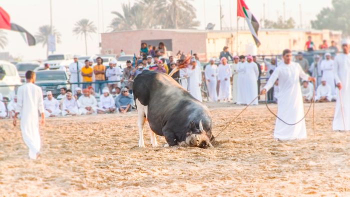 Fujairah Bulls' Fight