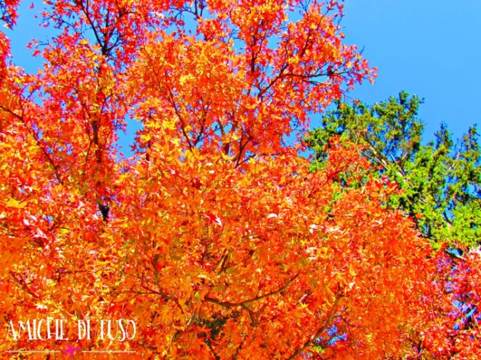 i colori dell'autunno a sydney