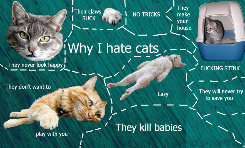 odio i gatti