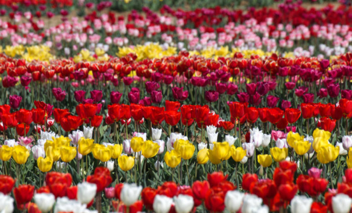 le fioriture più belle, i tulipani