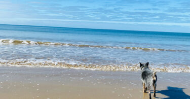 5 spiagge dog friendly a Melbourne e dintorni