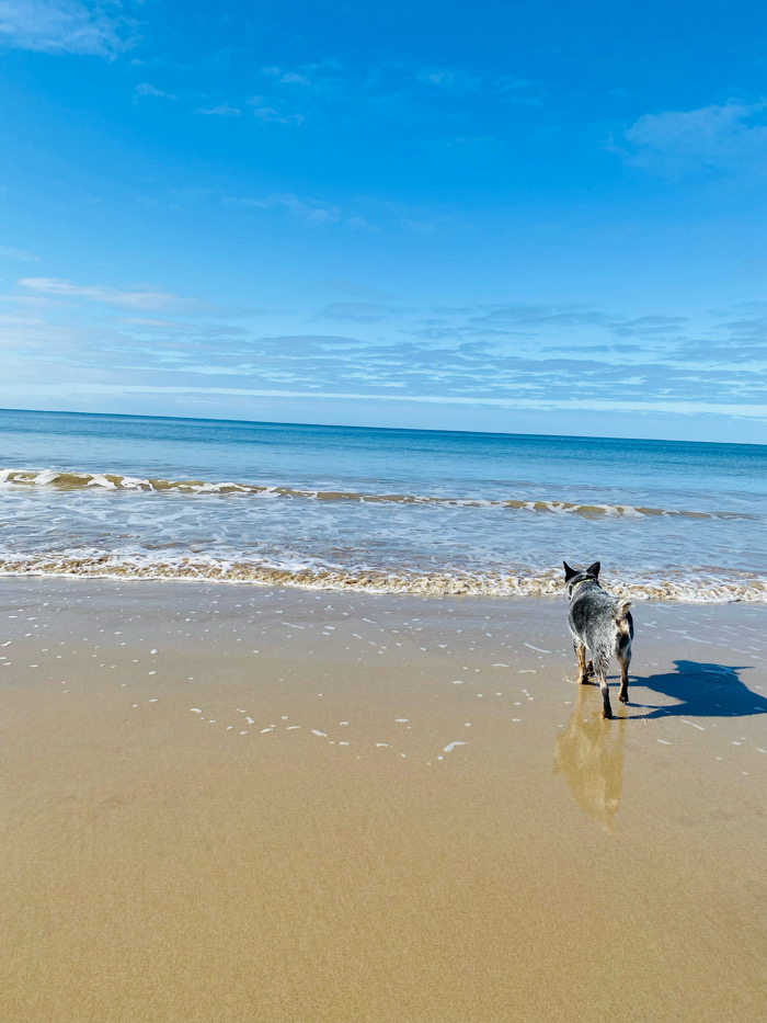 5 spiagge dog friendly a Melbourne e dintorni